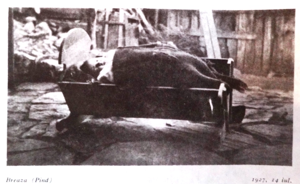 Δίστρατο-Μπρέζα,  μωρό στη σαρμανίτσα,  1927 